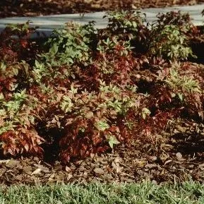 thumbnail for publication: Nandina domestica 'Harbor Dwarf' Harbor Dwarf Nandina